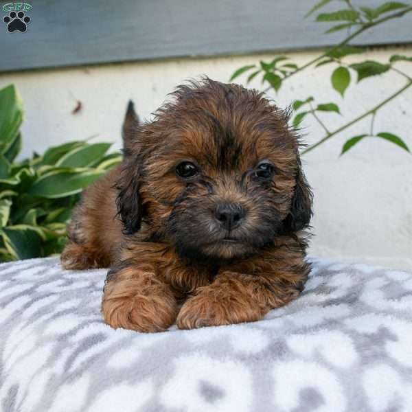 Bonnie, Shih-Poo Puppy